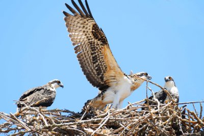 2 YOUNG ONES AND PARENT.jpg