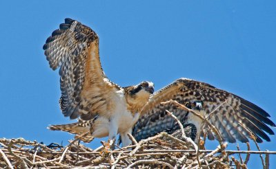 YOUNG oSPREY AND BROTHER IN OROVILLES WILD LIFE AREA.jpg
