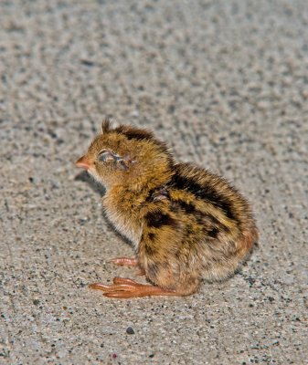 ONE HOUR OLD QUAIL EYES NOT OPEN YET.jpg