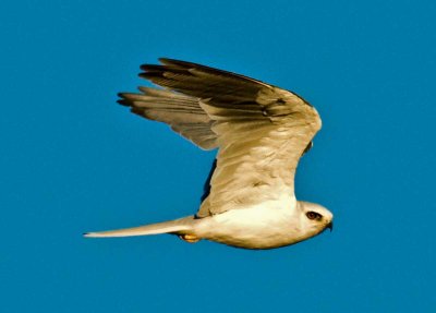 white tail kite was chased to me.jpg