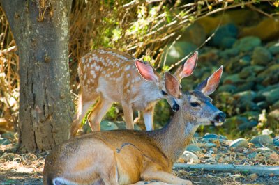 Doe and young fawn.jpg