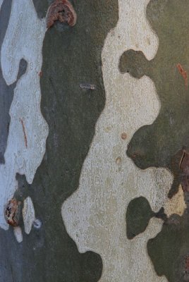 Abstract 20.JPG