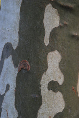 Abstract 21.JPG