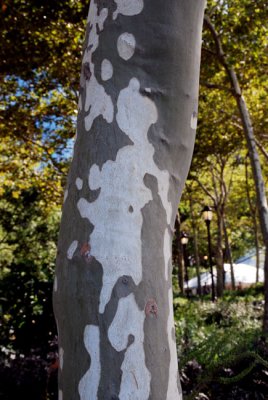 Abstract 22.JPG