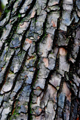 Abstract 24.JPG