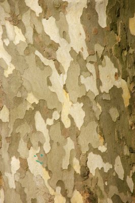 Abstract 85.JPG