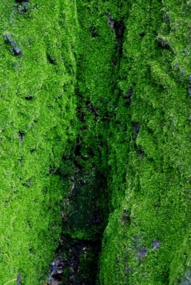 Abstract 86.JPG