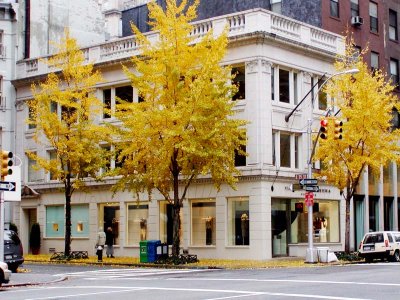 NEW YORK CITY SCENERY 15.JPG