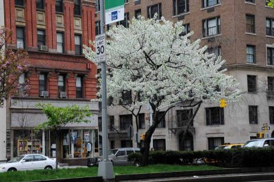 NEW YORK CITY SCENERY 17.JPG
