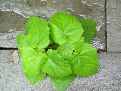 LEAVES AND PLANTS