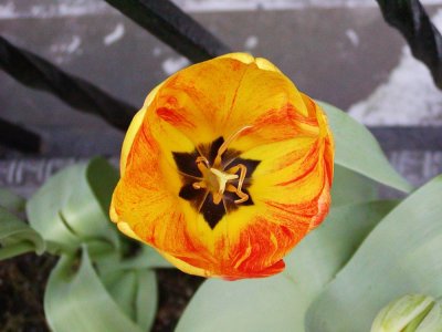 Flowers 3.JPG