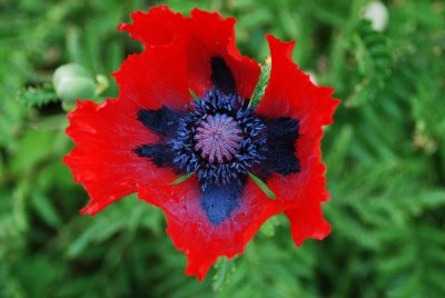 Flowers 9.JPG