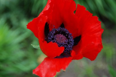 Flowers 10.JPG