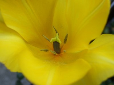 Flowers 11.JPG