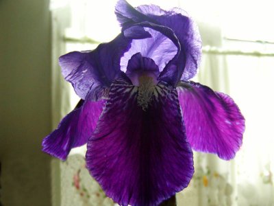 Flowers 12.JPG