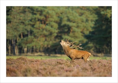 Hoge Veluwe