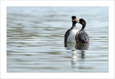 Black-necked Grebe