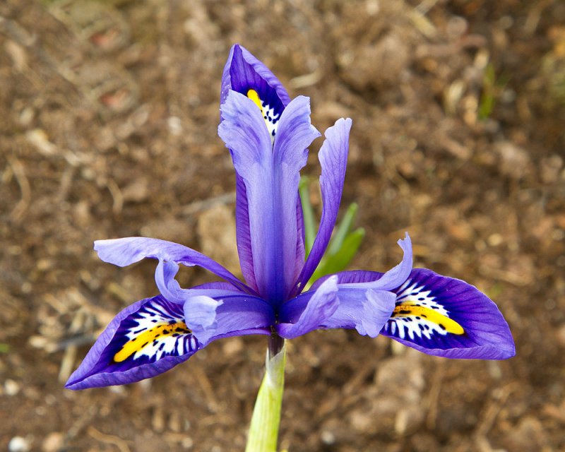 Week 04 Iris reticulata .jpg