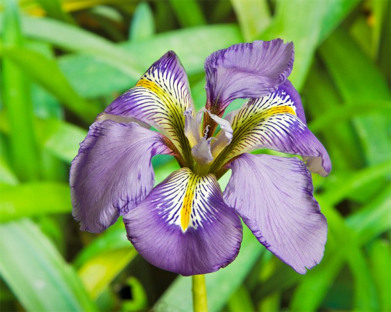 Week 04 Iris unguicularis.jpg