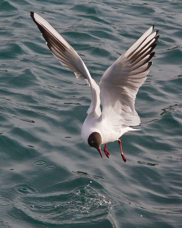 Week 08 - Black-headed Gull landing.jpg