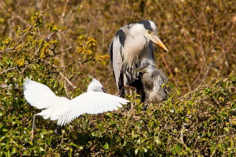 Week 16 - Heron with Egret in tree.jpg