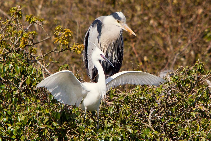 Week 16 - Heron with Egret in tree 2.jpg