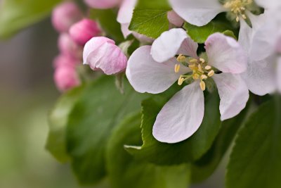 Apple Blossoms