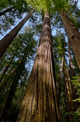Redwoods Upshot