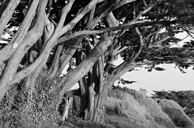 Sunlit Cypress