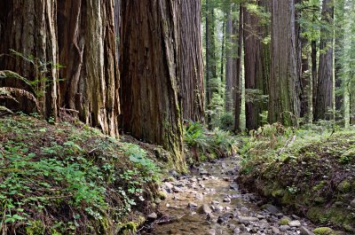 Redwoods Creekside