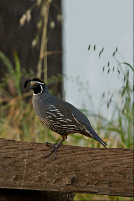 Quail II