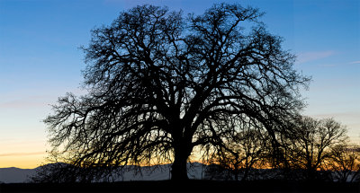 Oak Tree Silhouette