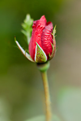 Rosebud