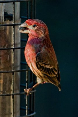Finch