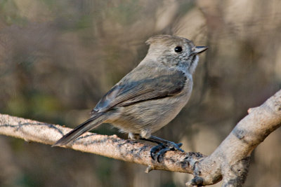 Titmouse