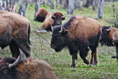 A Mess of  Bison