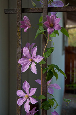 Clematis