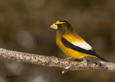 grosbeak