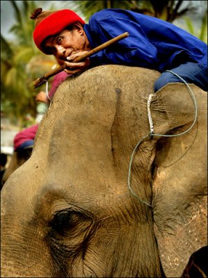  ElefantAsia-Walking with Elephants-Laos