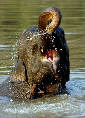  ElefantAsia-Walking with Elephants-Laos