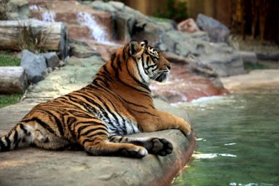  The Eye of the Tiger-AUSTRALIA ZOO-Queensland Australia