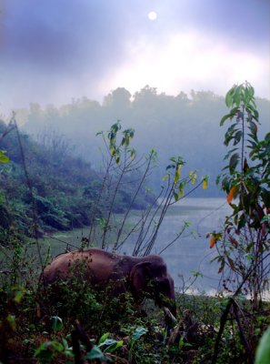 The Elephant Conservation Center-Sayaboury. Laos