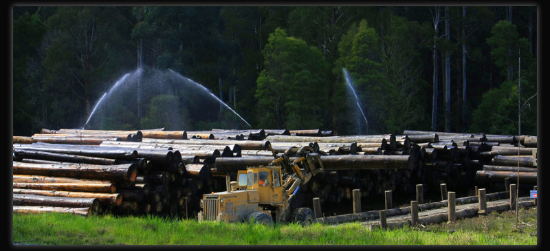 Powelltown Timber Mill