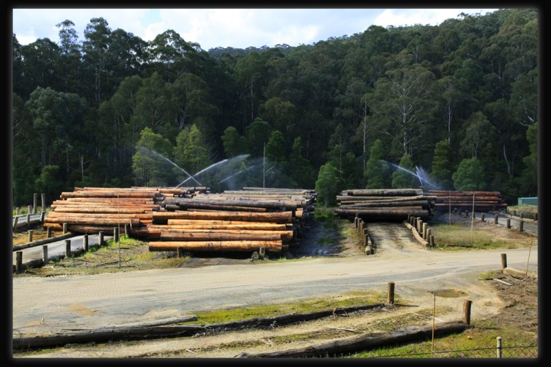 Powelltown Timber Mill