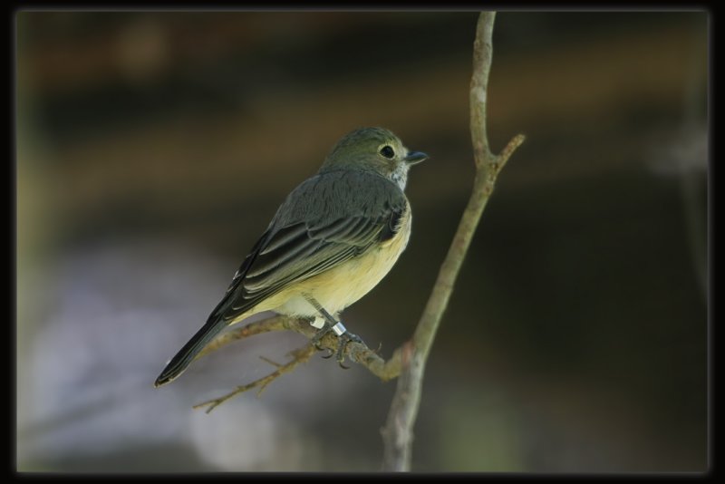 Rufous Whistler