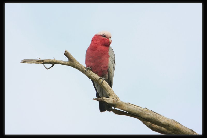 Galah