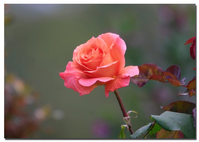 Rose