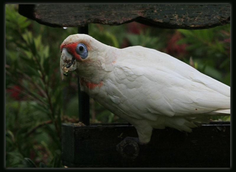 Long Billed Corella
