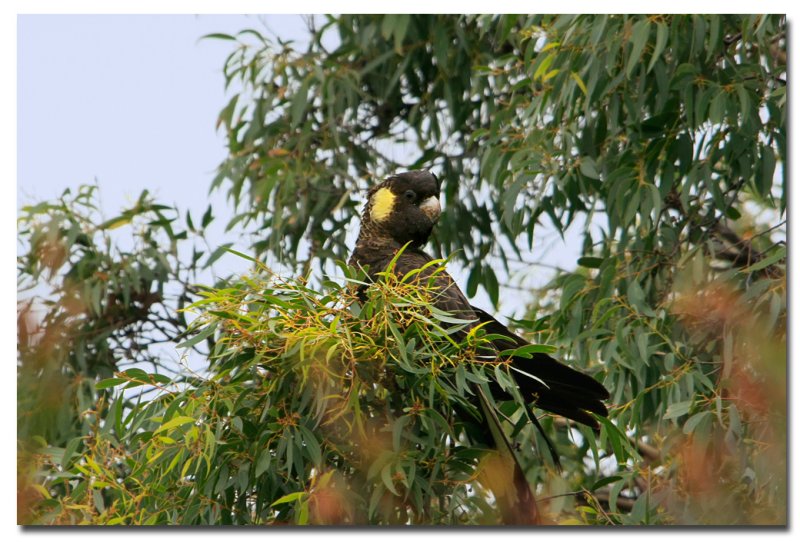 Yellow - Tailed Black Cockatoo