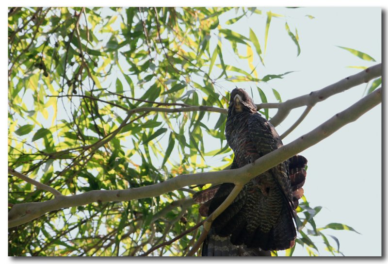 Gang Gang Cockatoo